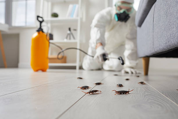 Post-Treatment Bed Bug Interceptor Monitoring in North Sarasota